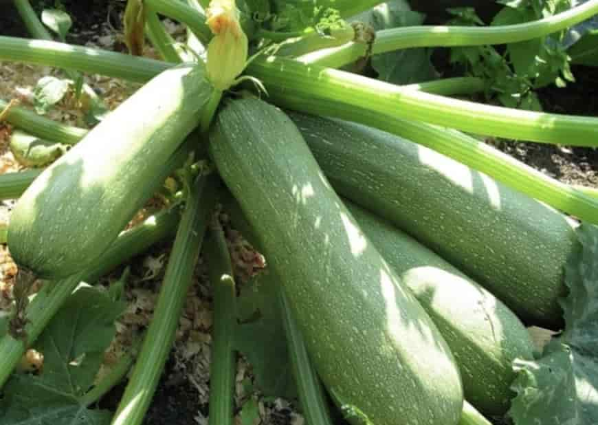 Источник фото: selskaya-zhizn.ru