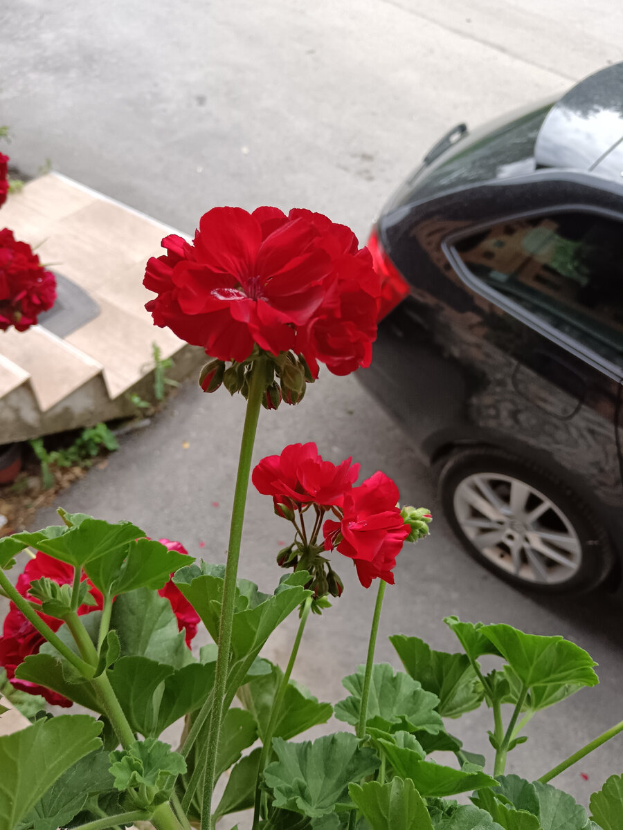 Просто красивые цветы у нас.