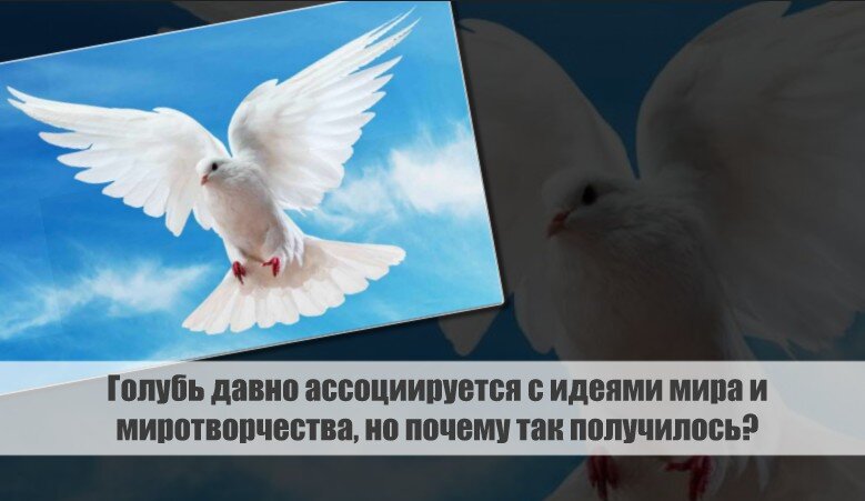 Оказывается, есть несколько причин, по которым белый голубь считается символом мира. Во-первых, голубь является классическим символом, упоминаемым в Библии.