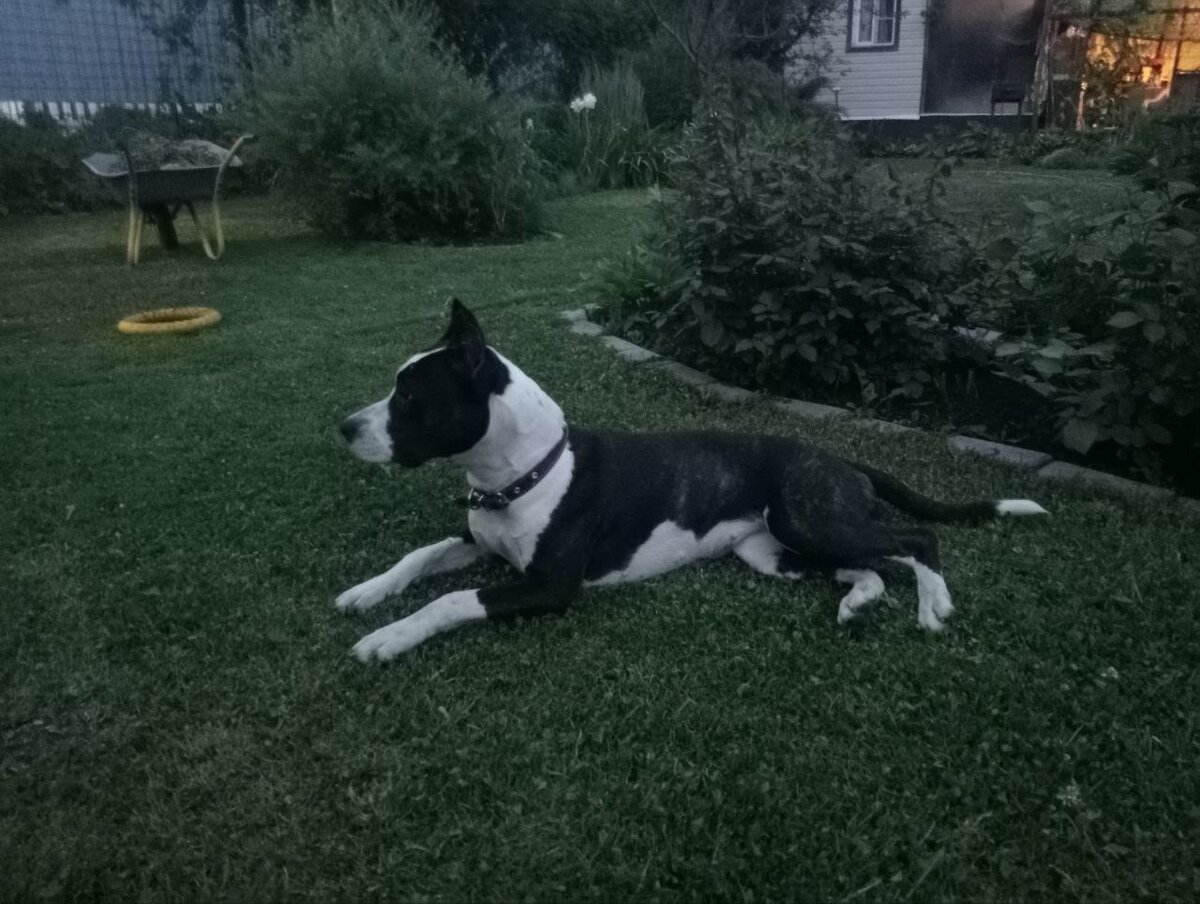 Дом сзади, дорога передо мною. Враг не пройдет!