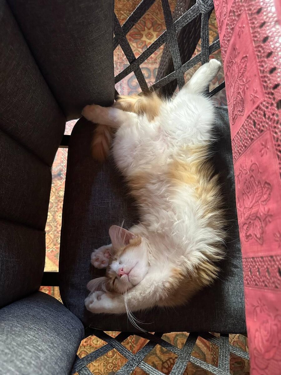 ПЯТНИЦЫ ПЕРНАТЫЕ И МОХНАТЫЕ ПРИЯТЕЛИ | Захар Прилепин | Дзен