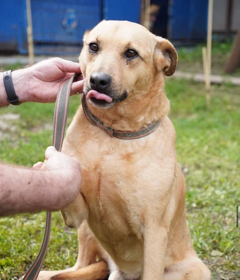 Джек в зоогостинице 