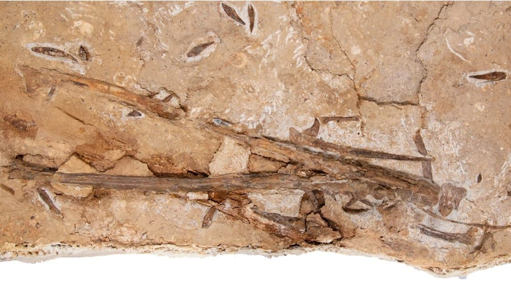 Челюсти у птерозавра были довольно примечательные.