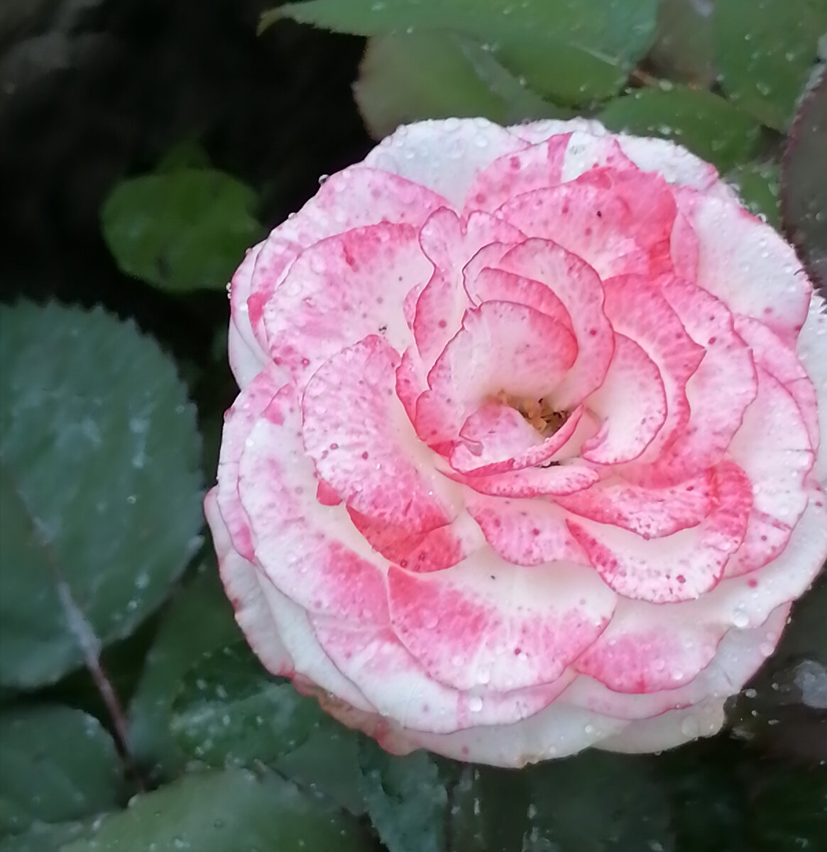 Выращенный из черенка цветок. Этой розе нет даже года. 