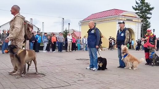 Дрессировка собак в Омске - ОЦССС