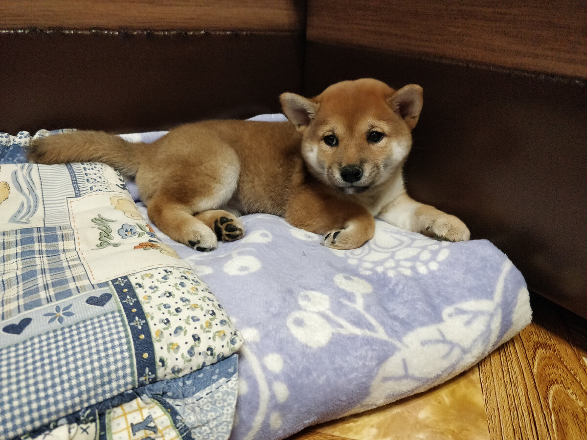 Сати в малышковом возрасте