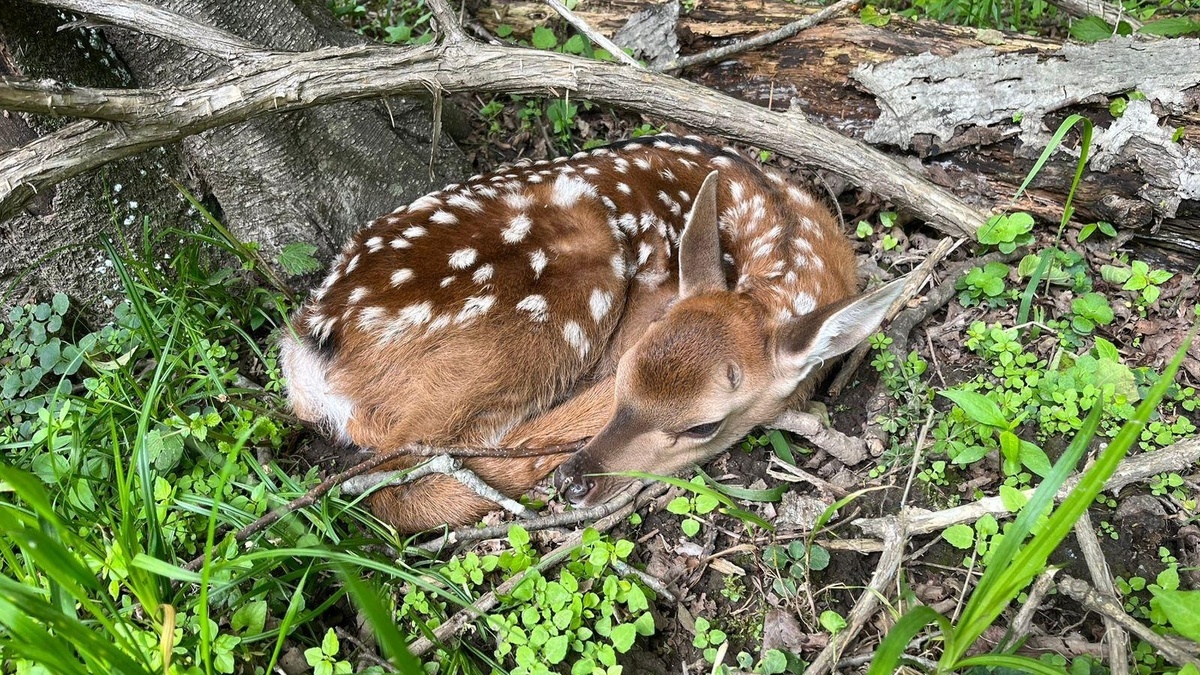     Источник: minles_pk