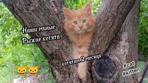 Мои милые рыжие котята, им уже 2 месяца