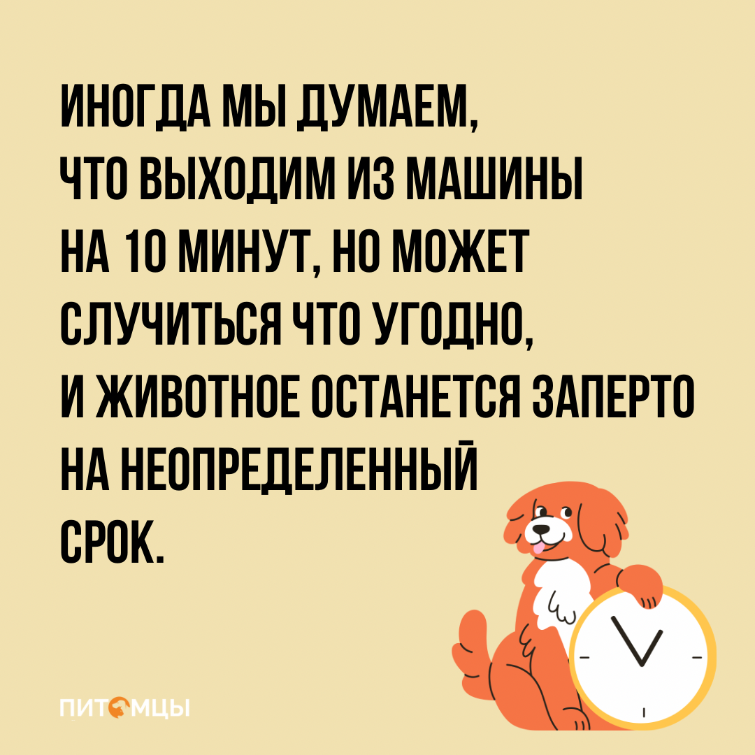 Почему нельзя оставлять собаку в машине в жару даже на 10 минут | Питомцы |  Дзен