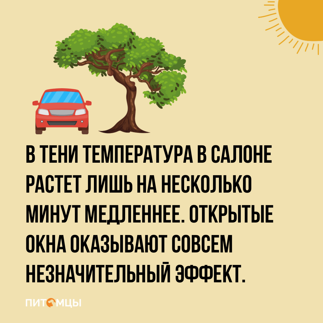 Почему нельзя оставлять собаку в машине в жару даже на 10 минут | Питомцы |  Дзен