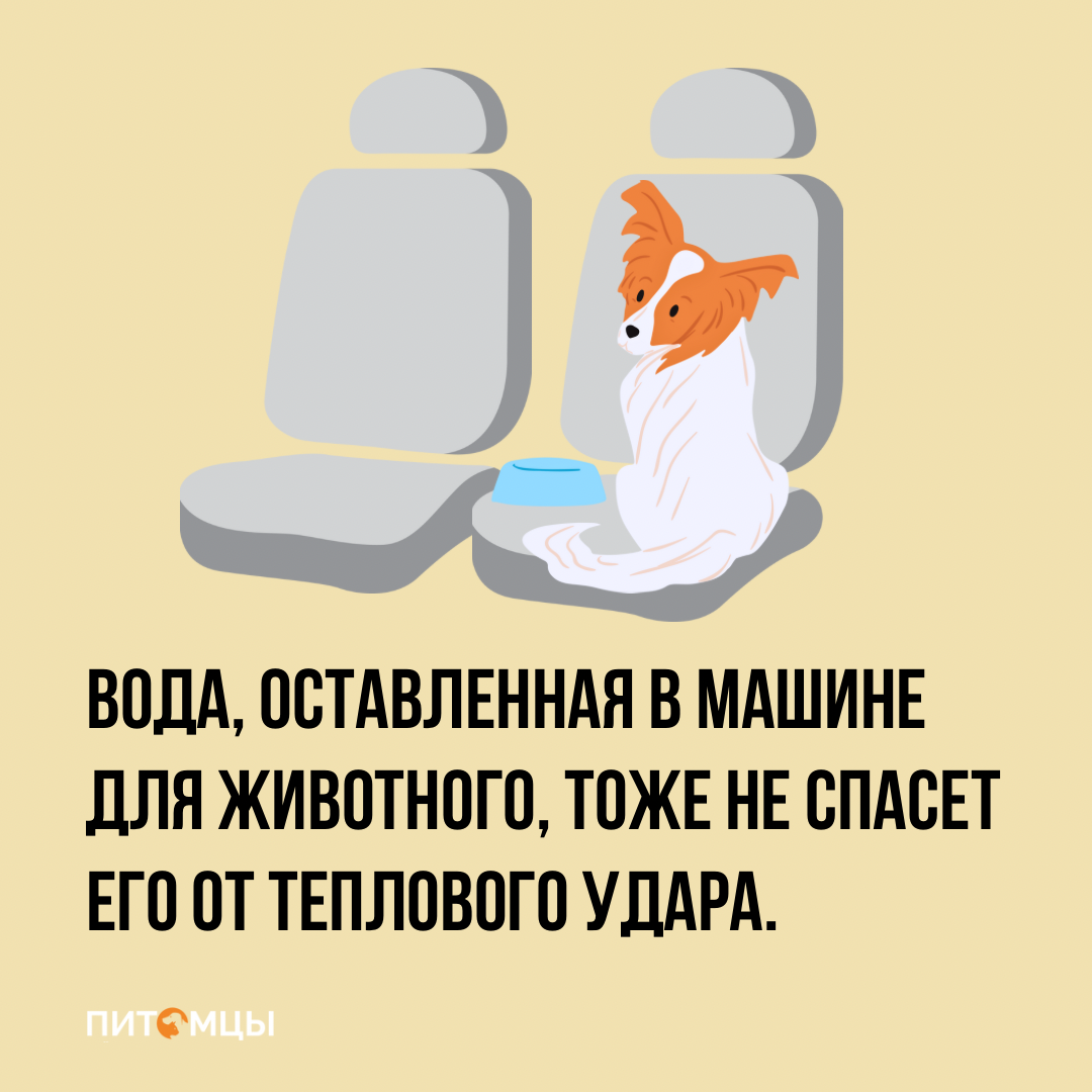 Почему нельзя оставлять собаку в машине в жару даже на 10 минут | Питомцы |  Дзен