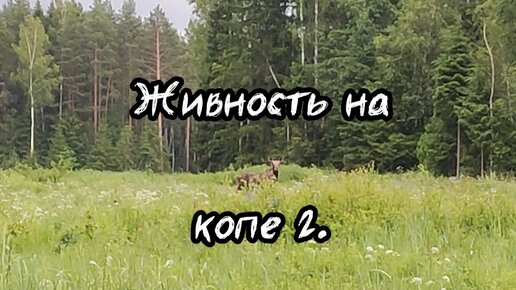 Живность на копе 2.