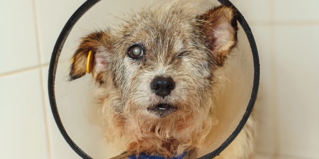 Летний привет от Сандры!