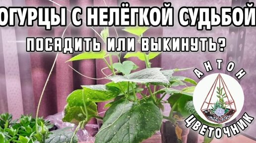 Огурцы с нелёгкой судьбой