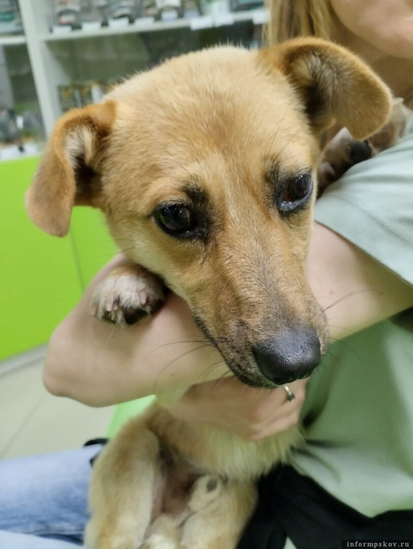 Зоозащитники рассказали о состоянии жестоко избитого пса в Порховском районе. Фото здесь и далее предоставлено Александром Ефимовым