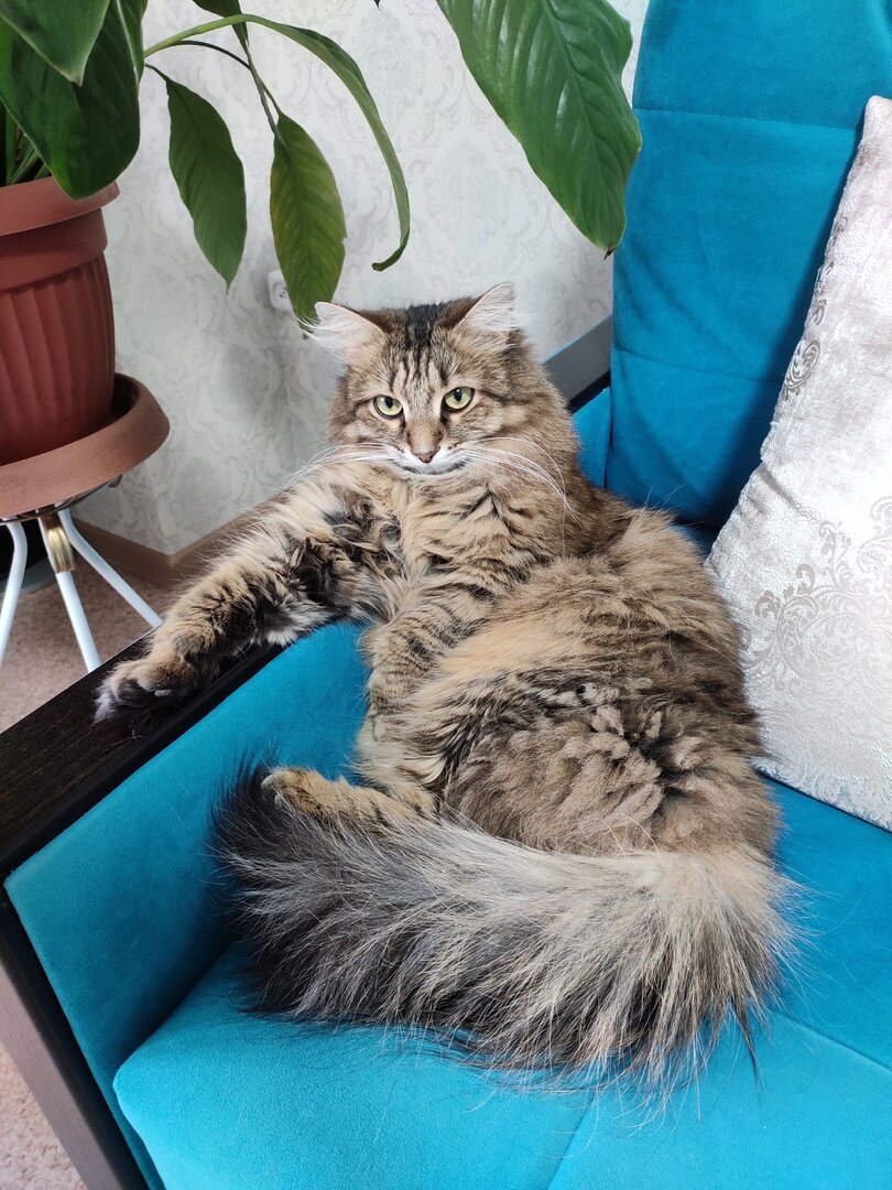 Барин Махоня