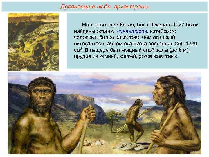 Синантропы относятся к архантропам, Homo erectus (человек прямоходящий).