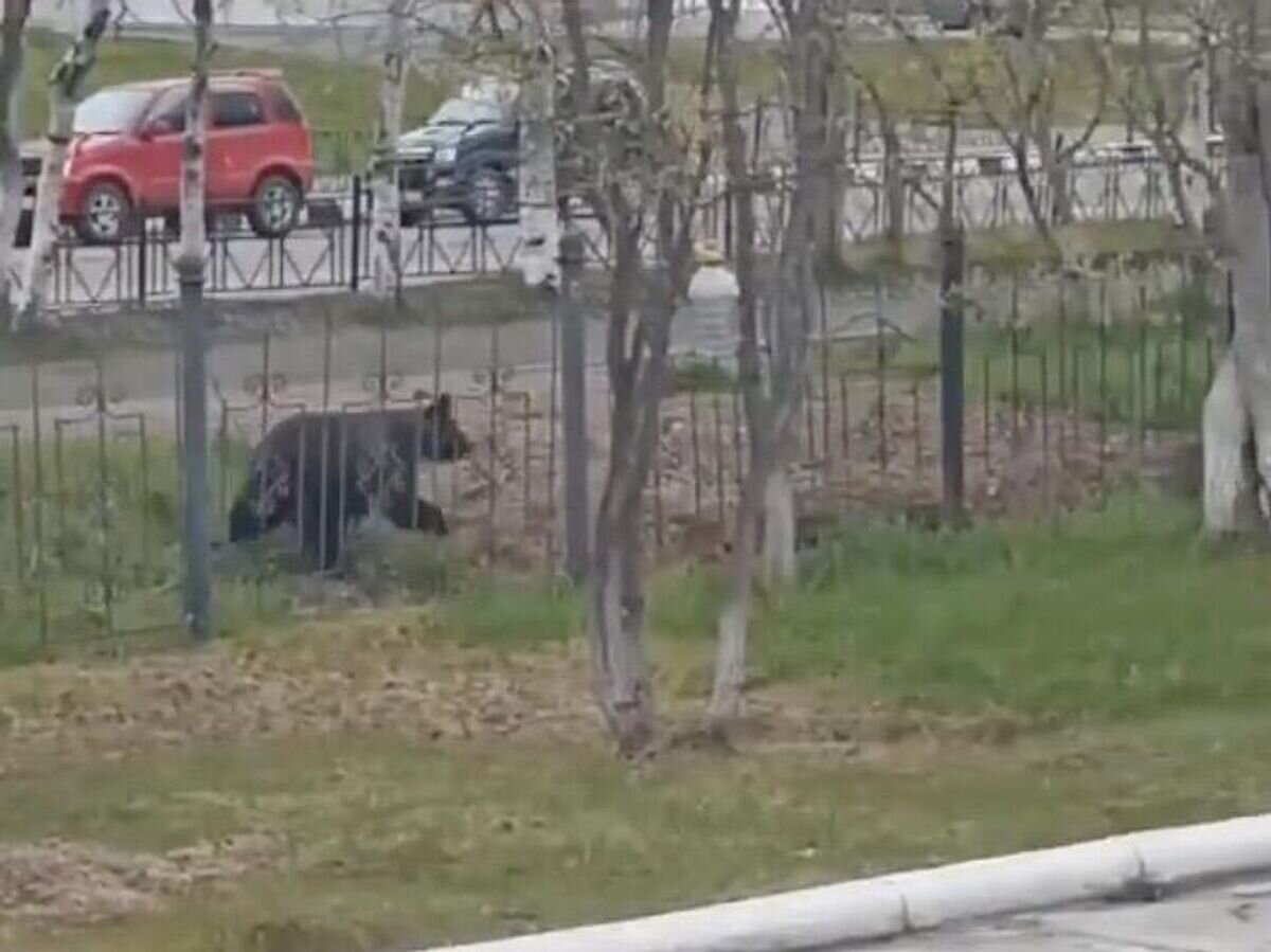    Медведь в городе Оха на севере Сахалина© Кадр видео из соцсетей