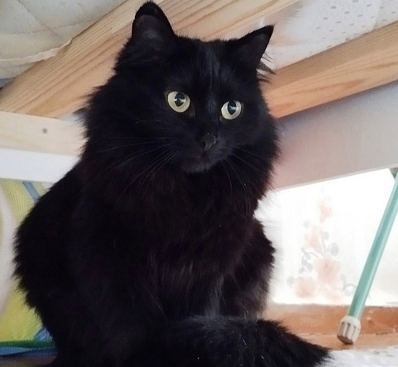 Ночка смогла выжить на теплотрассе. Ей посчастливилось попасть на передержку, но счастье обрести дом пока её обходит стороной.