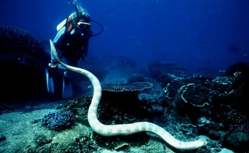 Researchers Offer Solution to Puzzle of Sea Snakes With Jet-Black Skin (Publishe