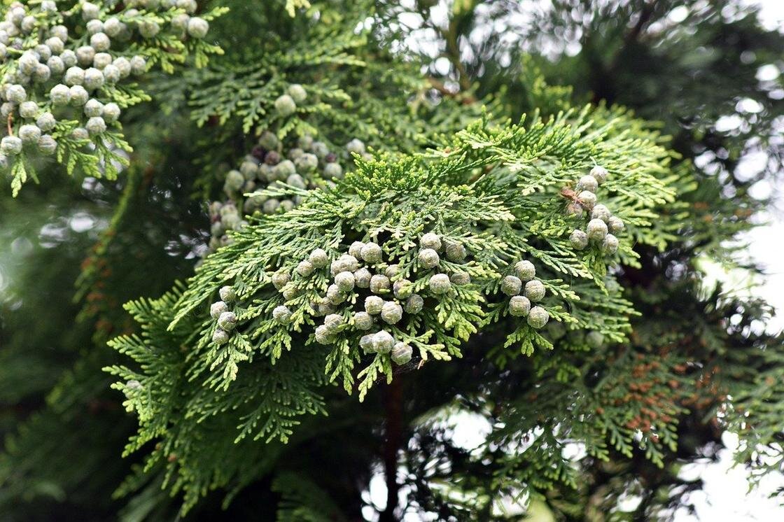    Ветка туи с шишками на дереве:Pixabay