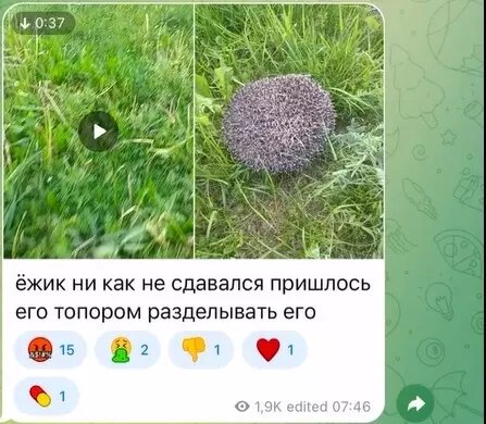     Источник: Скриншоты записей из Telegram-канала. Сейчас он недоступен.