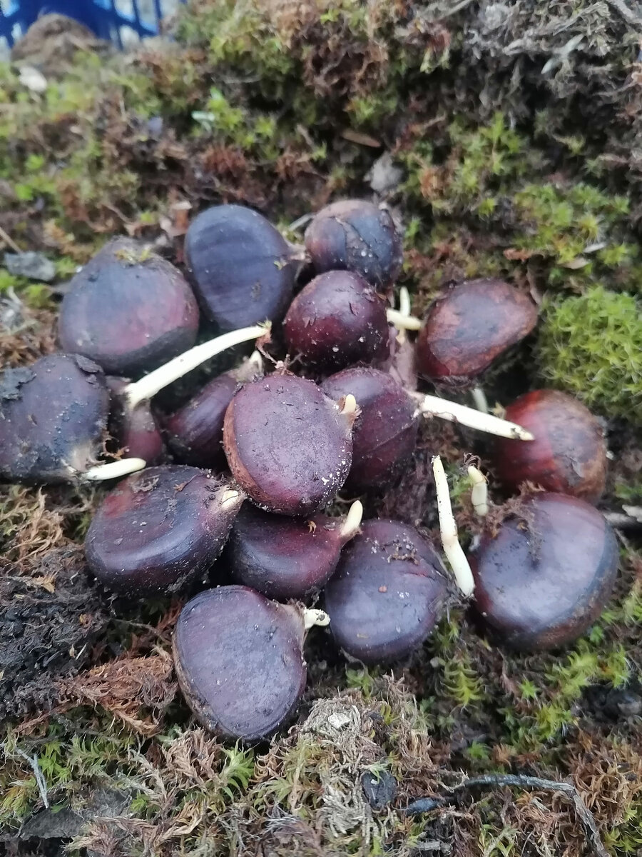 Это каштаны посевные.