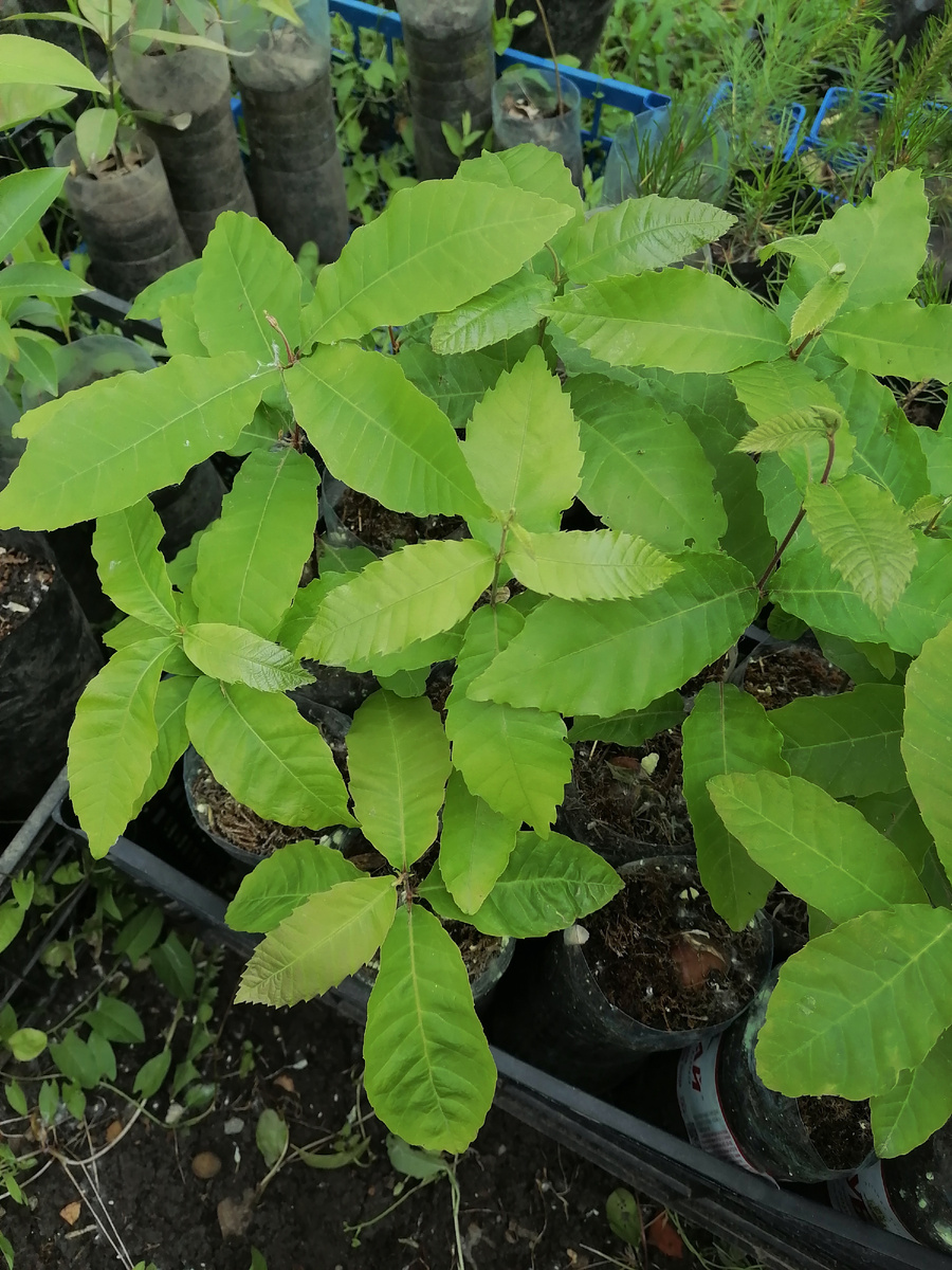 Большая часть наклюнувшихся семян проросла! Получились отличные сеянцы. 