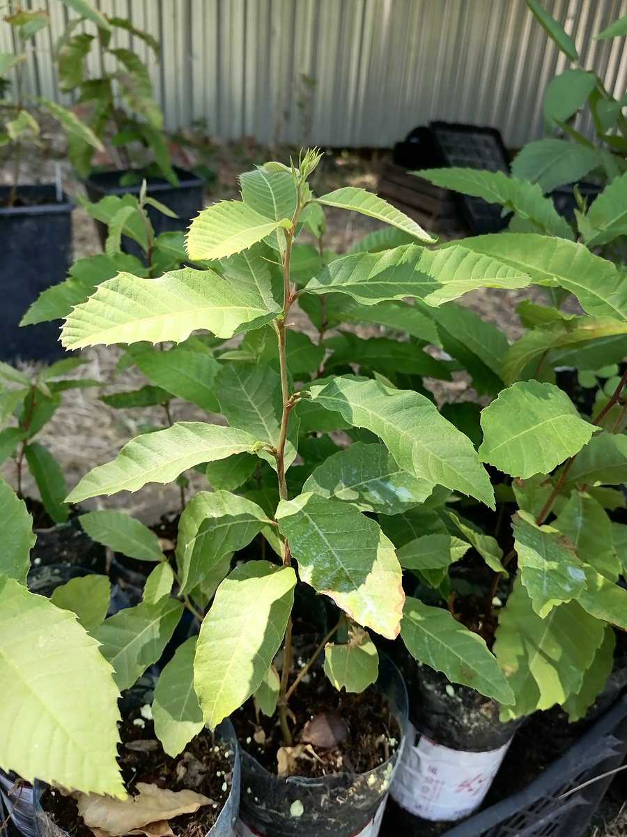 Растения в основном прекрасно растут