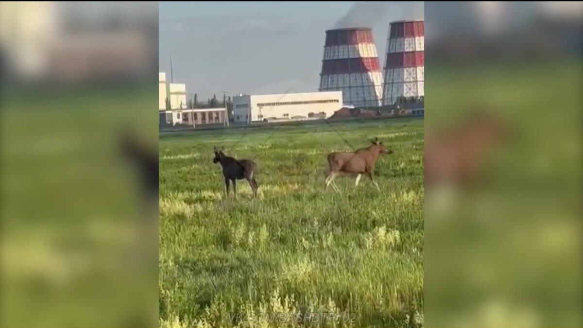    Под Уфой заметили двух гуляющих лосей