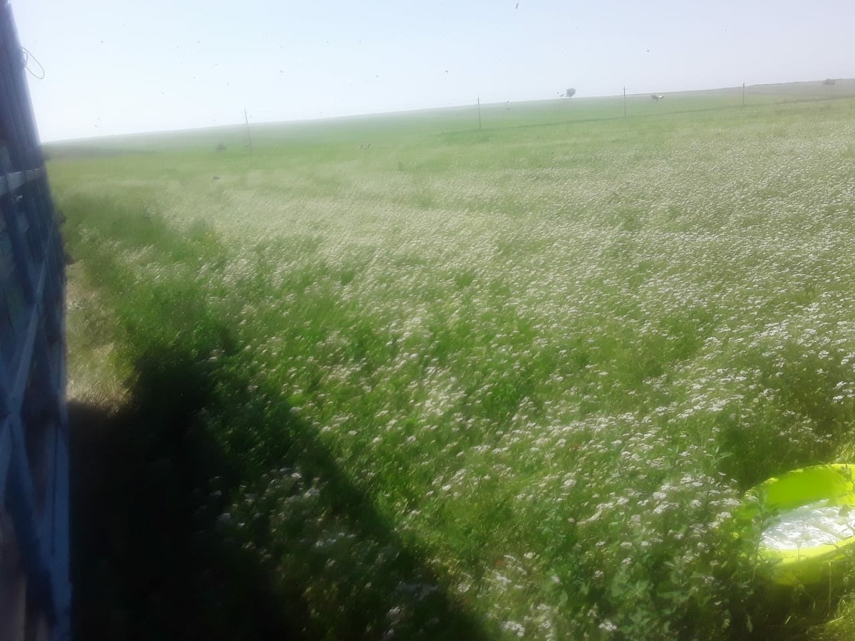 Пасека стоит на кориандре 