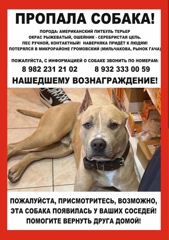    Объявление о поисках Ареса. Фото: Из личного архива/ Владимир Франко