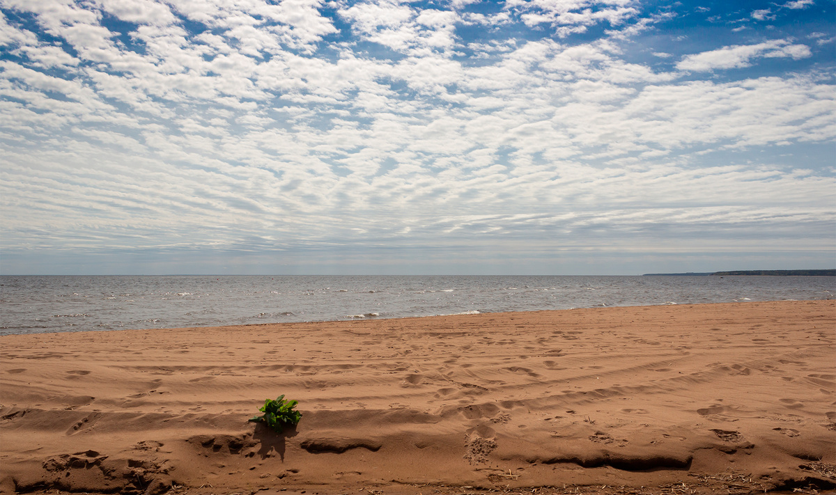 Курортный район Петербурга протянулся на 44 км вдоль Финского залива на северо-западе города.Фото: Anastasiya Alexeeva / Shutterstock.com