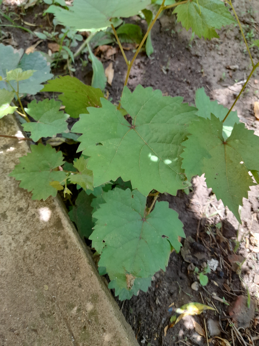 "Непокорный"самовсход.