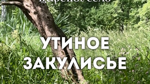 Утиное закулисье