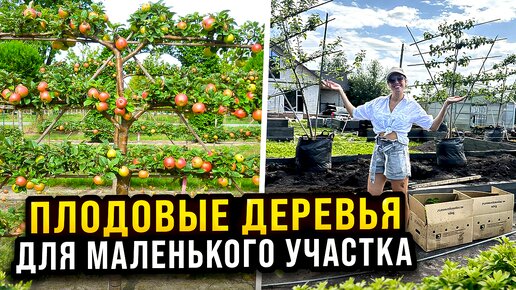 ЖИВАЯ ИЗГОРОДЬ НА УЧАСТКЕ ИЗ ПЛОДОВЫХ ДЕРЕВЬЕВ НА ШПАЛЕРЕ