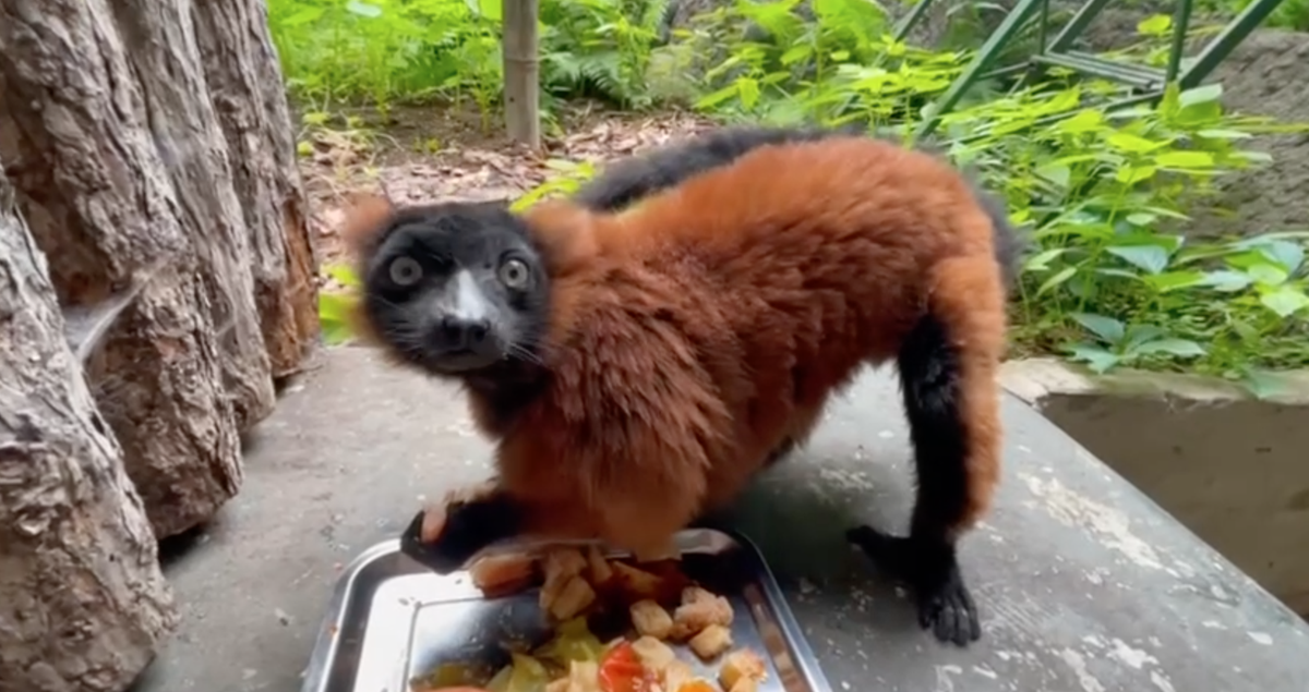    Фото: Московский зоопарк / Telegram