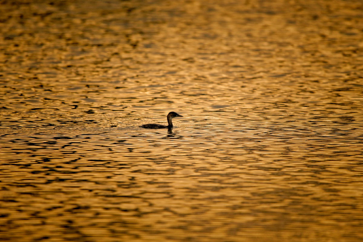 Картинка с бесплатного фотостока https://unsplash.com, автор  viswaprem anbarasapandian