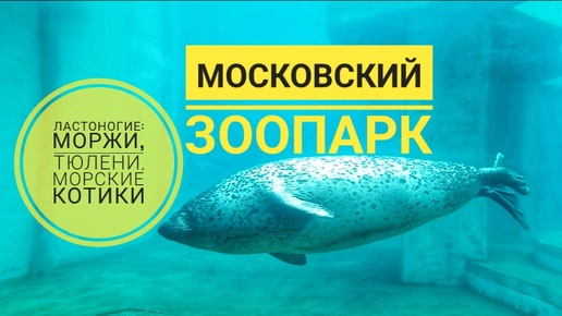 Ластоногие московского зоопарка: моржи, тюлени, морские котики