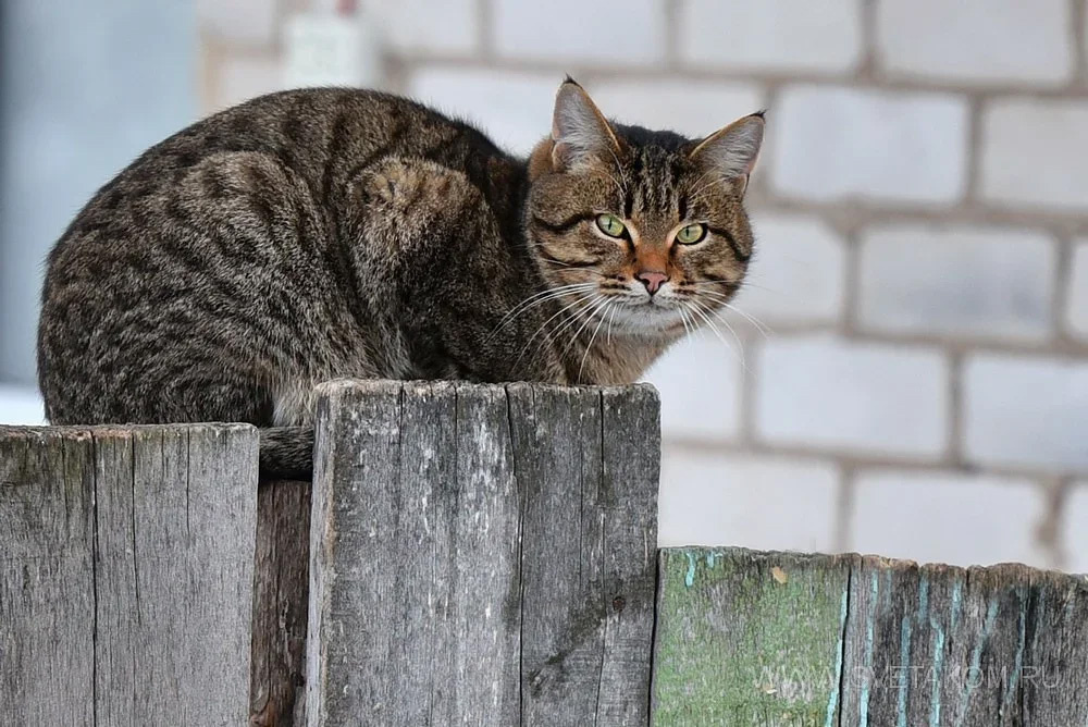 #adidas #animal #animal portrait #animal world #attention #cat #cats eyes #close