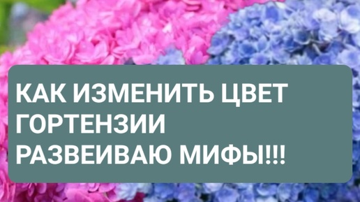 Как изменить цвет крупнолистной гортензии. Развеиваю мифы!!!