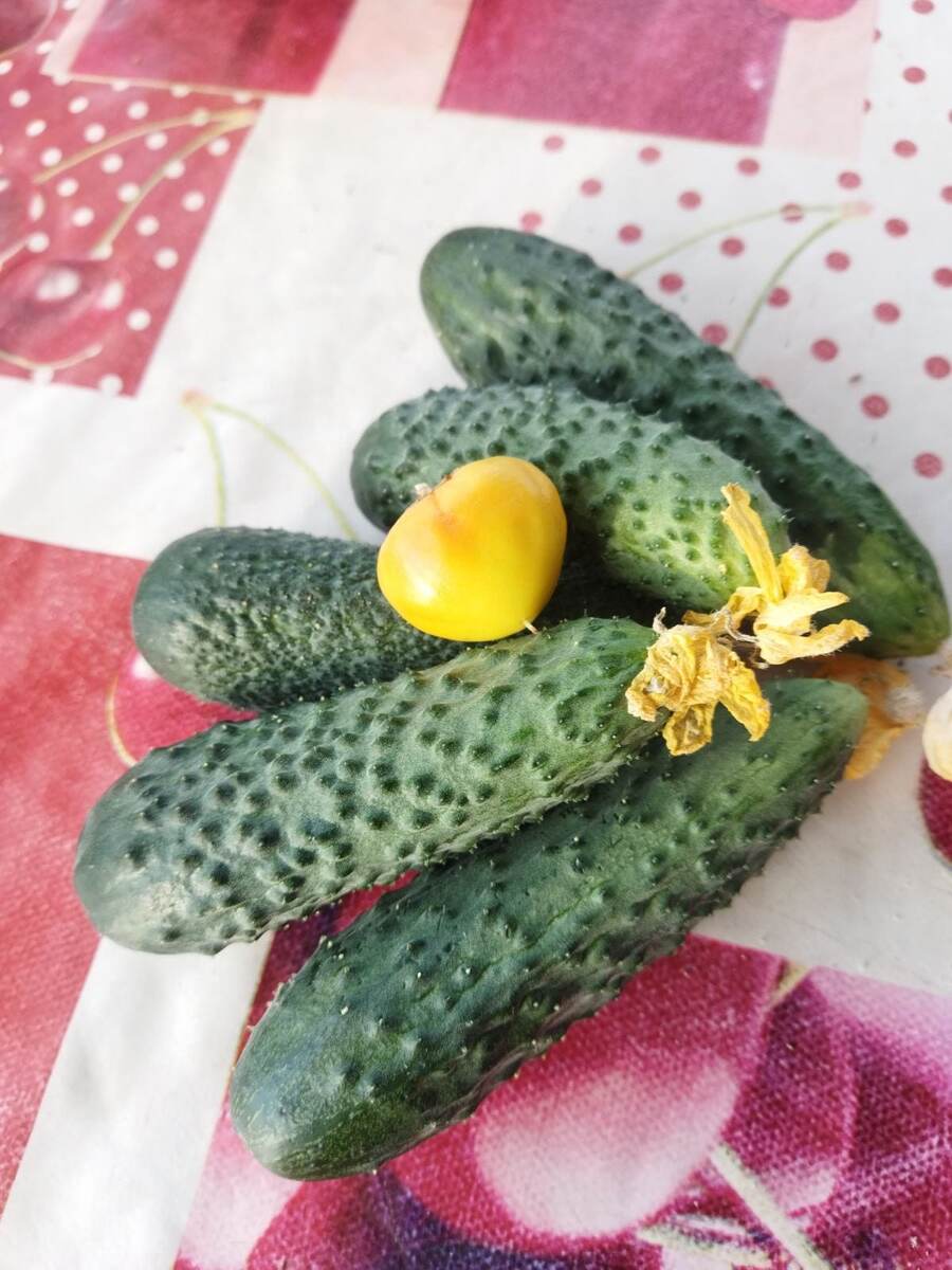 Фотографировал муж, себе, похвастаться на работе. Не знаю правда чем. Поздно огурцы в этом году. Кругленькая - это острый перец Алмапаприка.  