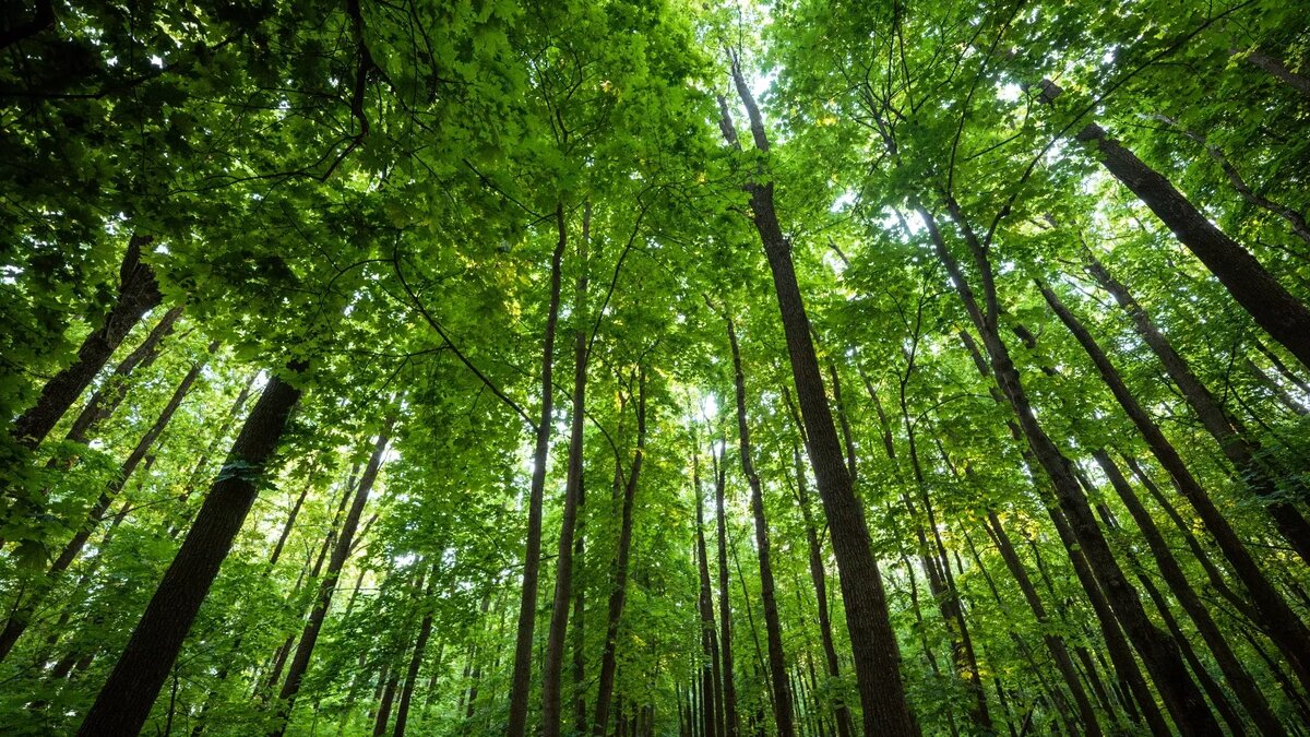     Источник: 1MI