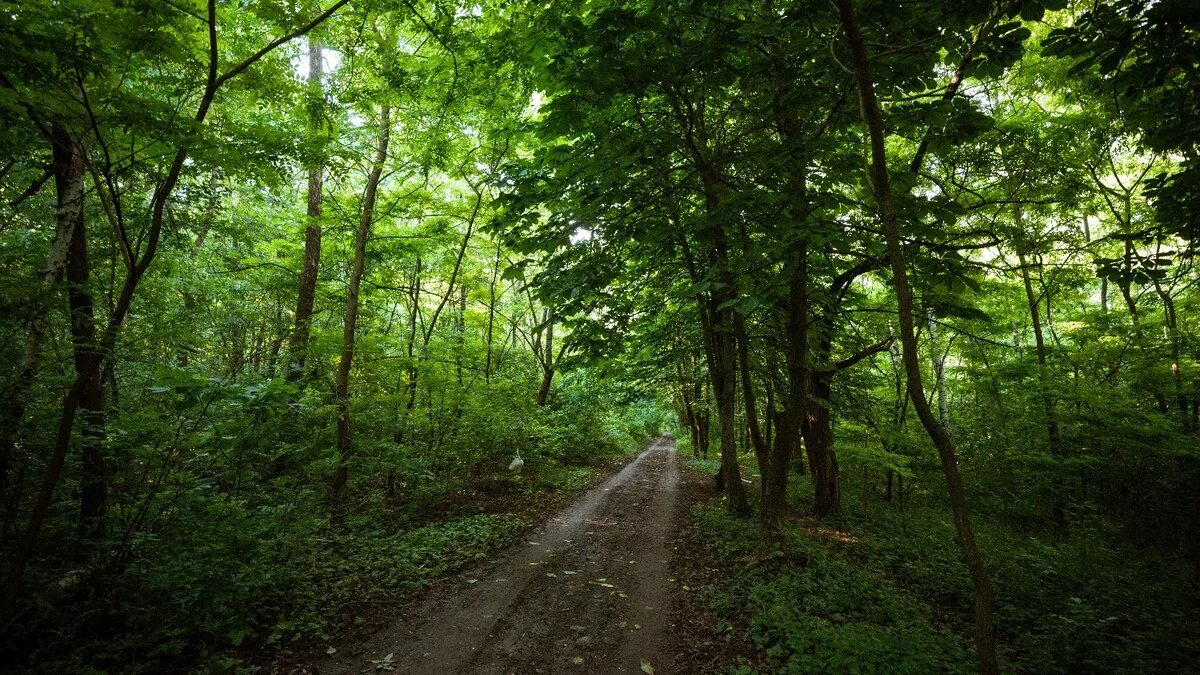     Источник: 1MI