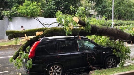    ТАСС: в Москве 38 автомобилей получили повреждения при падении деревьев из-за непогоды Ирина Петрова