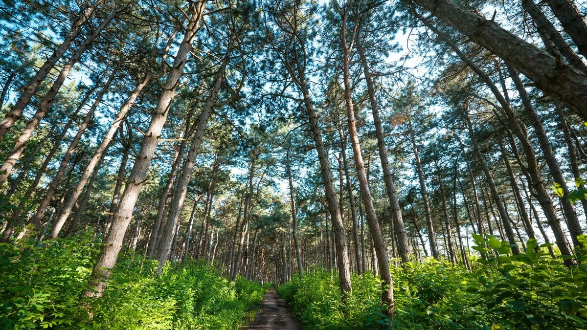     Источник: 1MI