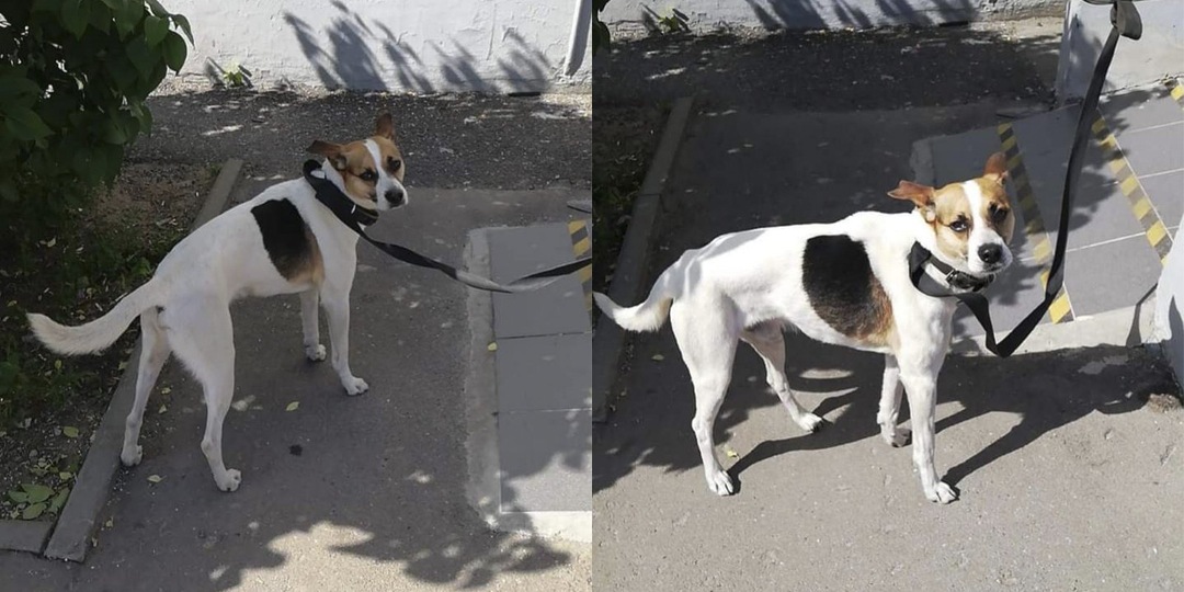 В Москве привязанная собака сутки сидела у магазина