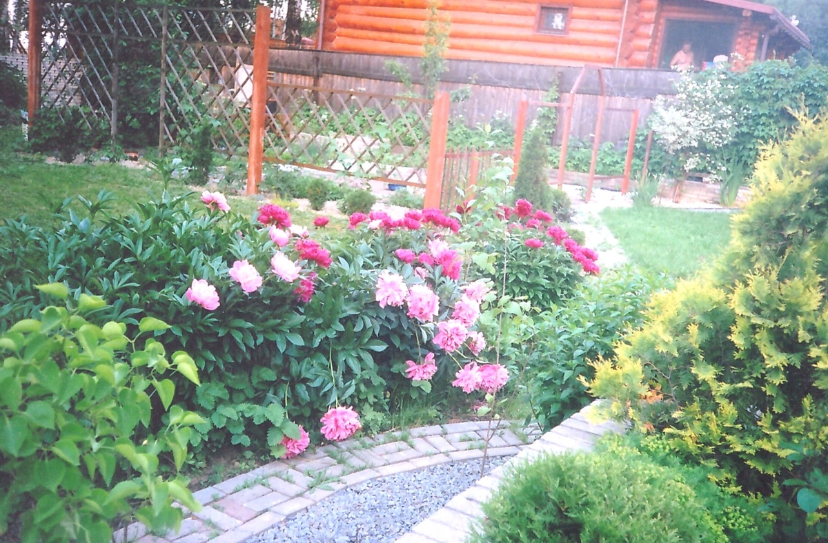Пионы на старом участке. Июнь 2002