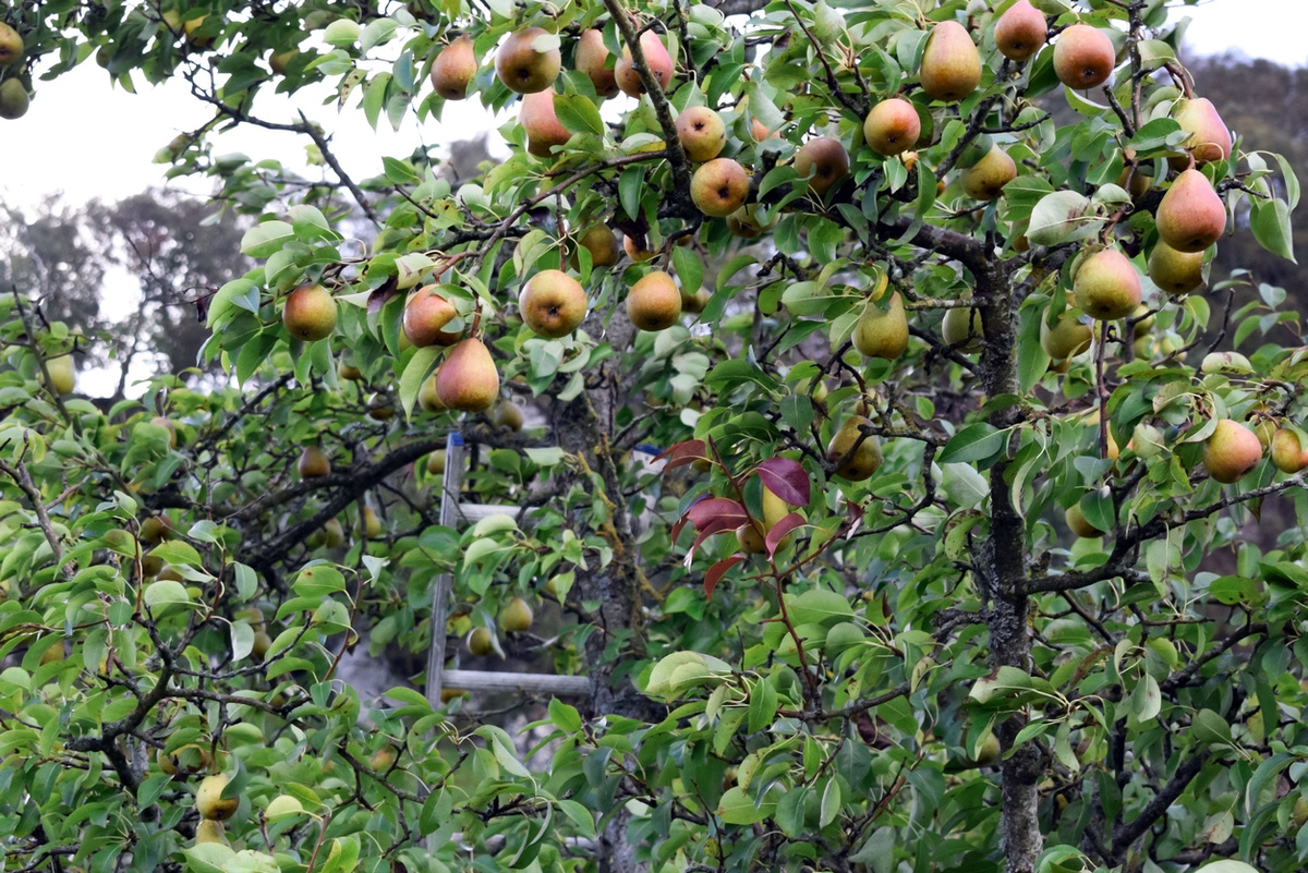    Крону груши обязательно нужно формировать, иначе получите высоченное и «засоренное» дерево. Добраться до плодов будет непросто