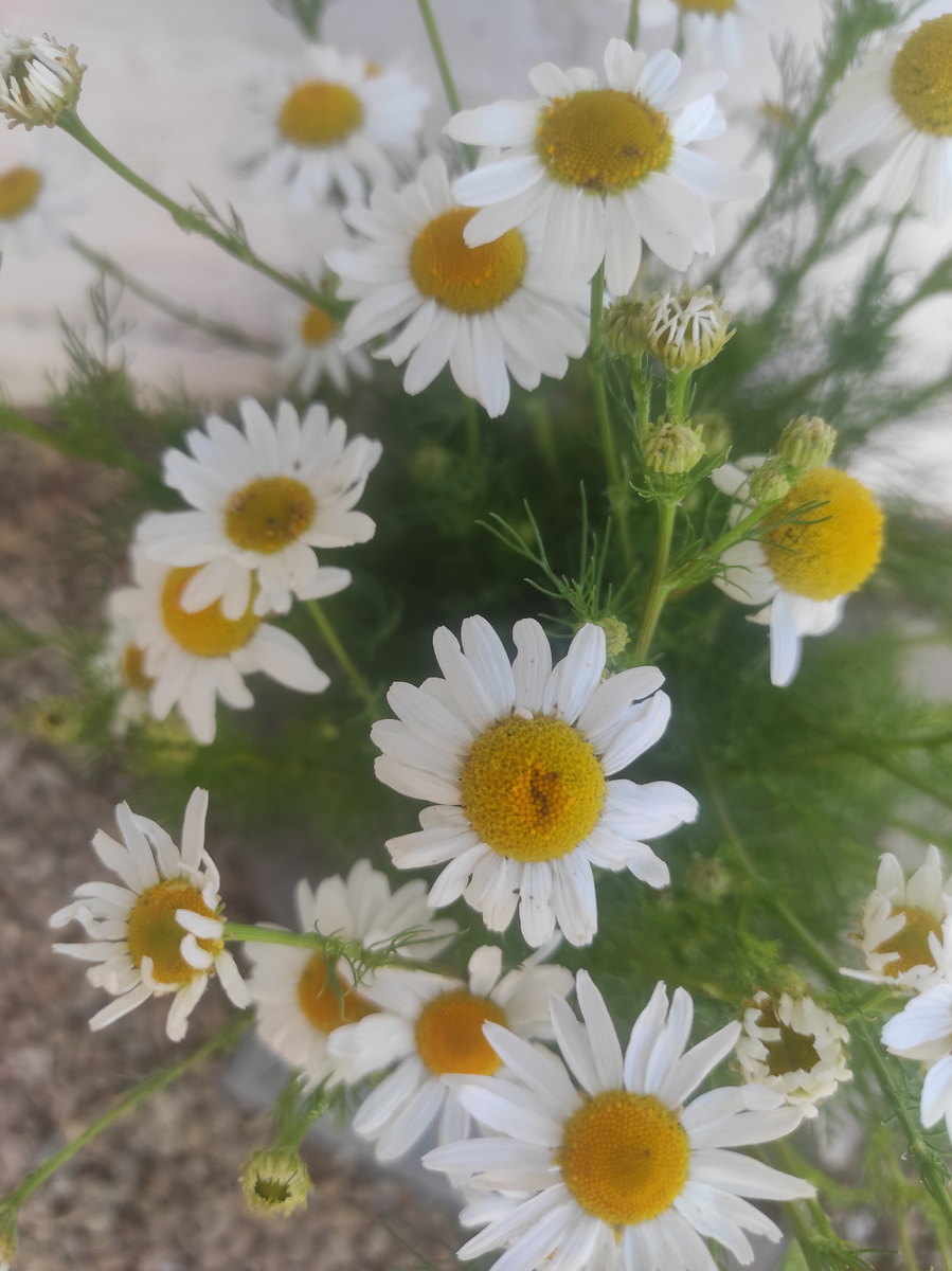 Будни с тревогой 😏 | Как жить с паническими атаками тревожностью и ВСД👌 ...